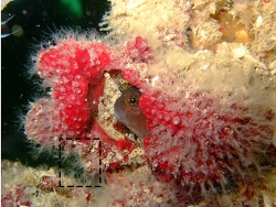 Stragulum bicolor thumbnail