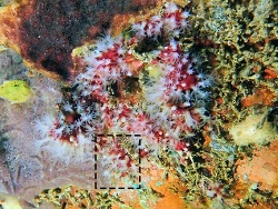 Stragulum bicolor thumbnail