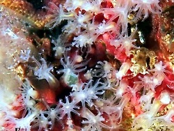 Stragulum bicolor thumbnail