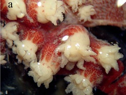 Stragulum bicolor thumbnail