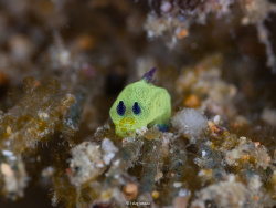 Martadoris amakusana, South China Sea, Calabarzon, PH 2023