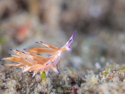 Hermaea sp.01 thumbnail