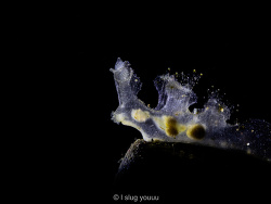 Notobryon wardi,Selat Lembeh, North Sulawesi, ID 2026