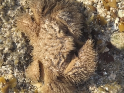 Pilumnus vespertilio, Australia 2026