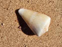 Conus trigonus,Port Hedland WA 6721, Australia 2026