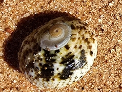 Lunella cinerea thumbnail