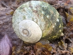 Lunella cinerea,Port Hedland WA 6721, Australia 2024