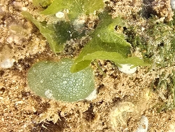 Dictyosphaeria cavernosa,Port Hedland WA 6721, Australia 2026