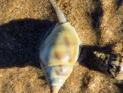 Nassarius dorsatus thumbnail