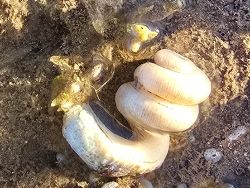 Tenagodus ponderosus thumbnail