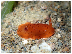 Dendrodoris guttata thumbnail