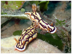 Hypselodoris jacksoni thumbnail