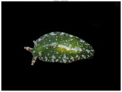 Phyllaplysia viridis thumbnail
