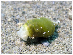 Volvatella ventricosa thumbnail