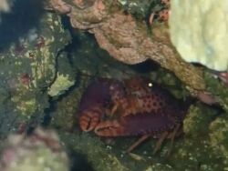 Enoplometopus debelius