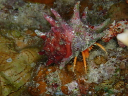 Calcinus,Dahab, EG-JS, EG 2026