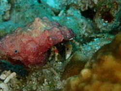 Calcinus pulcher,Panglao, Bohol, Filipijnen 2025