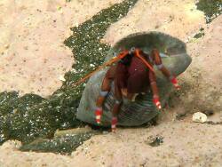 Calcinus talismani thumbnail