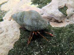 Calcinus talismani thumbnail