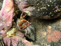 Calcinus talismani thumbnail