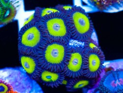Zoanthus-sp. 