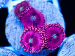 CC Pink Passion Zoa