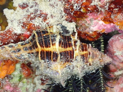 Latirus polygonus,Alona Beach, Panglao, Bohol, Filipijnen 2025