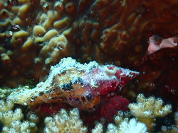Latirus polygonus,Alona Beach, Panglao, Bohol, Filipijnen 2025
