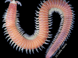 Dorvillea moniloceras,Bodega Bay, CA, USA 2022