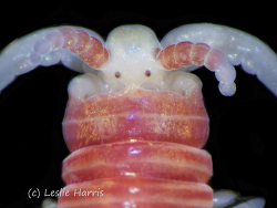 Dorvillea moniloceras,Bodega Bay, CA, USA 2022