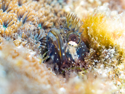Neoclinus okazakii thumbnail