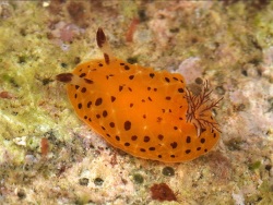 Halgerda mango thumbnail