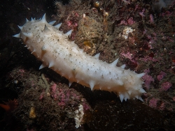 Apostichopus californicus,Cadboro Bay, Saanich, BC, Canada 2026
