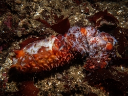 Apostichopus californicus,Cadboro Bay, Saanich, BC, Canada 2026