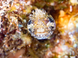 Neoclinus okazakii thumbnail