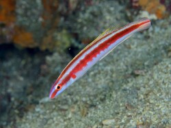 Terelabrus rubrovittatus thumbnail