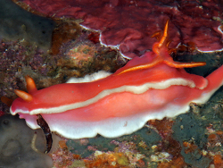 Hypselodoris rositoi thumbnail