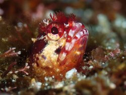 Neoclinus toshimaensis thumbnail