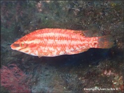 Symphodus roissali thumbnail