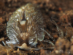 Cerberilla incola thumbnail
