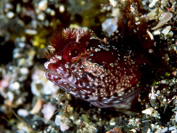 Foto: Izu-Halbinsel, Japan
