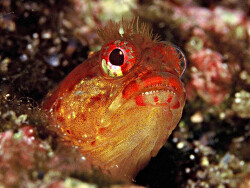 Foto: Izu-Halbinsel, Japan