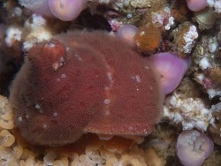 Alcyonidium nodosum,atlantis reef Cape Point, Cape Town, South Africa 2025  (CC-BY-SA)