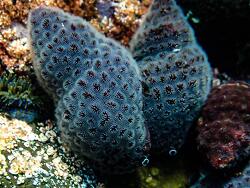 Alcyonidium nodosum,Boat Rock 2019 (CC-BY-SA)