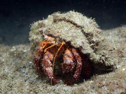 Dardanus insignis thumbnail