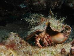 Dardanus pectinatus,Sal, CV 2012