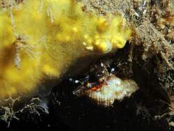 Trizopagurus rubrocinctus thumbnail
