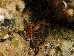 Trizopagurus rubrocinctus thumbnail