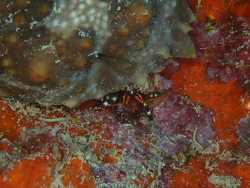 Trizopagurus rubrocinctus thumbnail