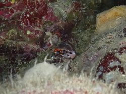 Trizopagurus rubrocinctus thumbnail